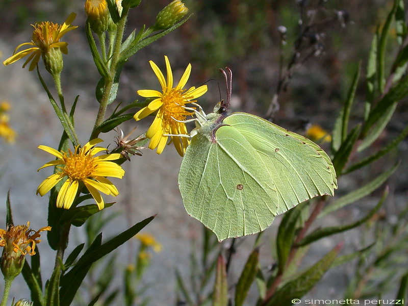 Gonepteryx rhamni ?